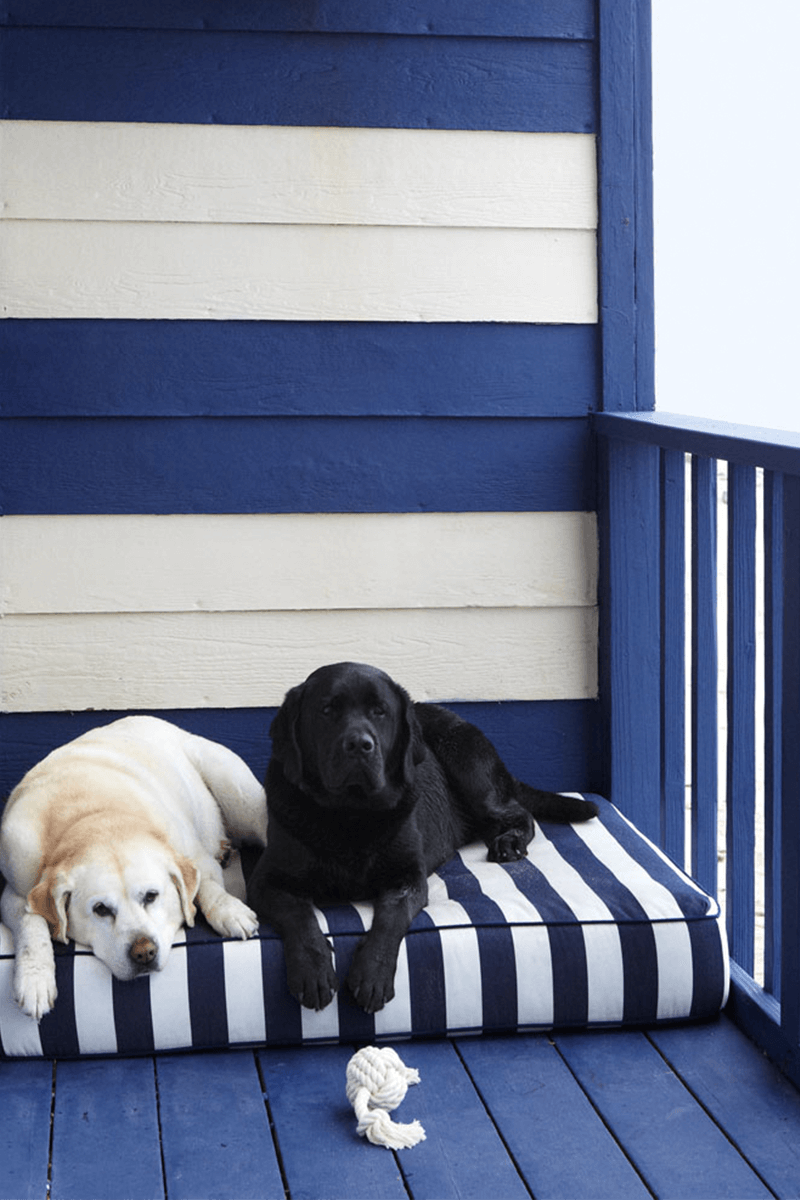 Dog Sitting on Blue Deck 