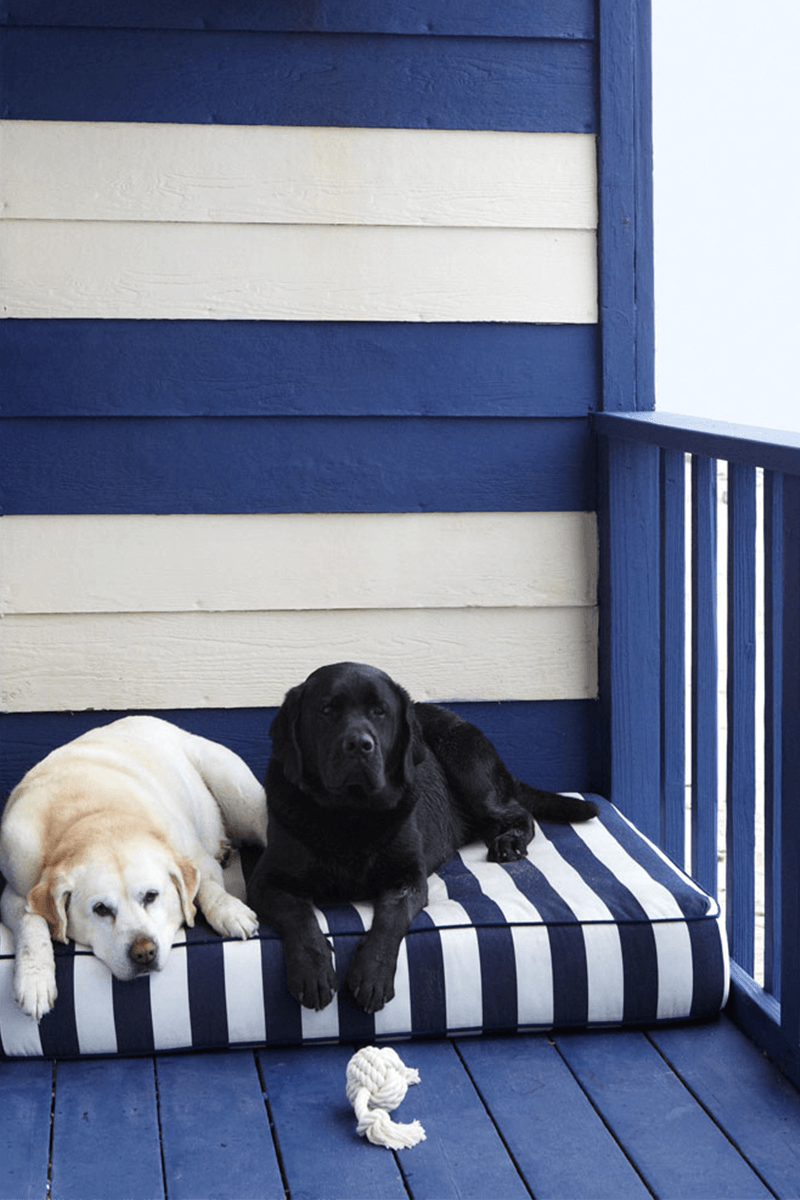Dog Sitting on Blue Deck