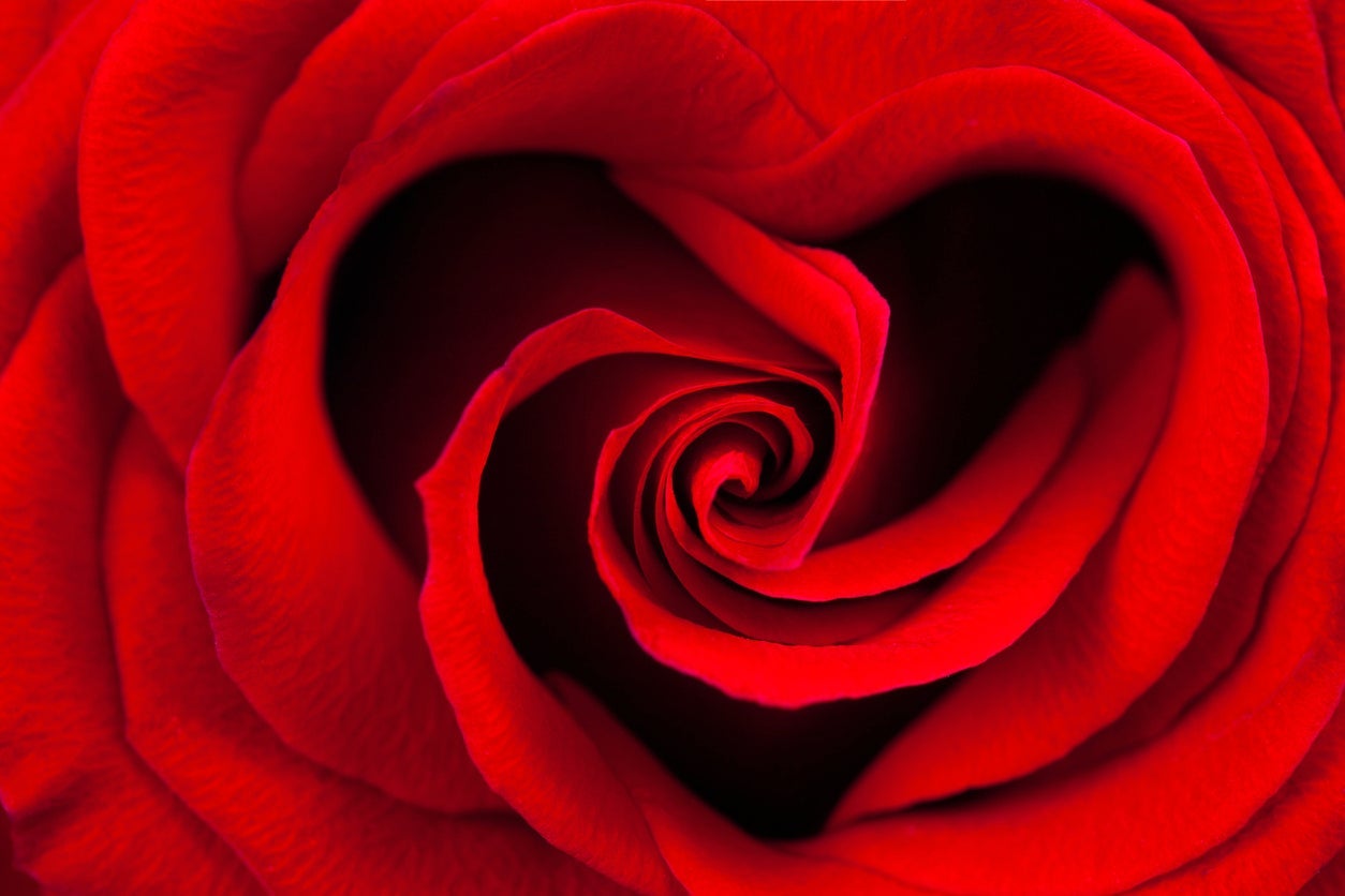 Red Rose Background 